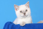 British Shorthair Kitten Portrait