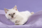 lying British Shorthair Kitten