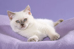 lying British Shorthair Kitten