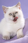 British Shorthair Kitten