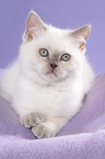 lying British Shorthair Kitten