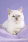 lying British Shorthair Kitten