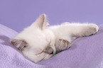 sleeping British Shorthair Kitten