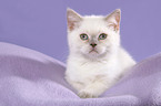 lying British Shorthair Kitten