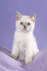 sitting British Shorthair Kitten