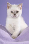 sitting British Shorthair Kitten