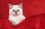 lying British Shorthair Kitten