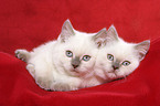 2 snuggling British Shorthair Kitten