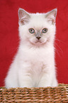 sitting British Shorthair Kitten