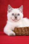 lying British Shorthair Kitten