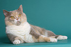 lying British Shorthair