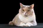 lying British Shorthair