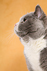 British Shorthair tomcat Portrait