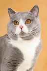 British Shorthair tomcat Portrait