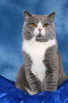 sitting British Shorthair tomcat