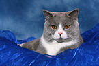 lying British Shorthair tomcat