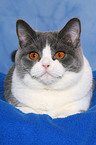 lying British Shorthair