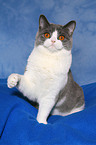 sitting British Shorthair