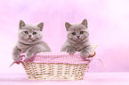 British Shorthair kitten