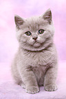 British Shorthair kitten