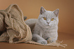 lying British Shorthair