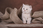 British Shorthair kitten