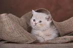 British Shorthair kitten