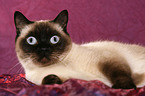 lying British Shorthair