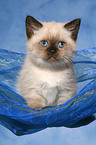 British Shorthair kitten