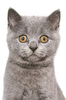 British Shorthair Kitten