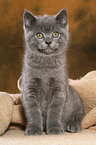 British Shorthair Kitten