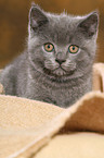 British Shorthair Kitten