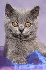 British Shorthair Kitten