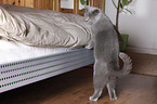 British Shorthair at bed