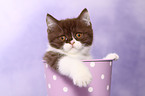 British Shorthair kitten