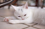 young British Shorthair