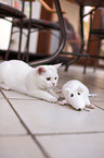 young British Shorthair