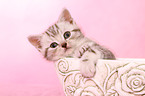 British Shorthair Kitten