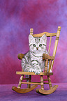 British Shorthair kitten