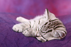 British Shorthair kitten