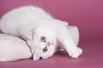 lying British Shorthair