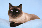 lying British Shorthair