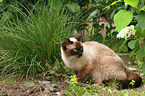 sitting British Shorthair