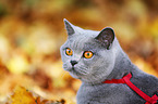 British Shorthair portrait