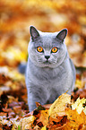 standing British Shorthair