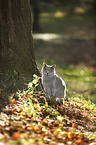 standing British Shorthair