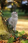 standing British Shorthair