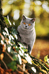 standing British Shorthair