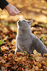 sitting British Shorthair