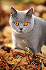 sitting British Shorthair